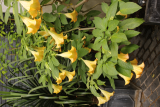 Brugmansia suaveolens hybrid RCP7-2015 (201).JPG